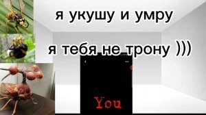 бразильская горбатка...