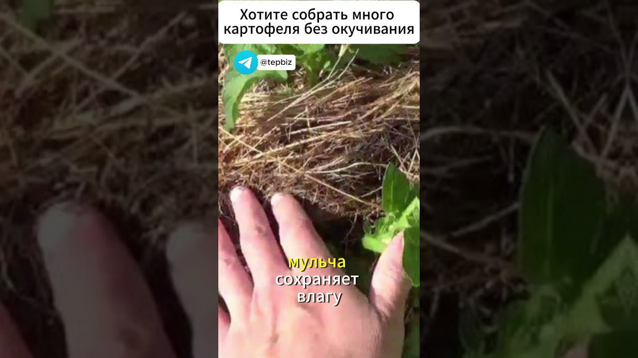 Хотите собрать много картофеля без окучивания? Тогда попробуйте этот хитрый способ! #огород #дача