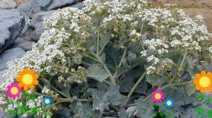 Катран сердцелистный Лили вайт. Краткий обзор, описание характеристик crambe cordifolia Lily white