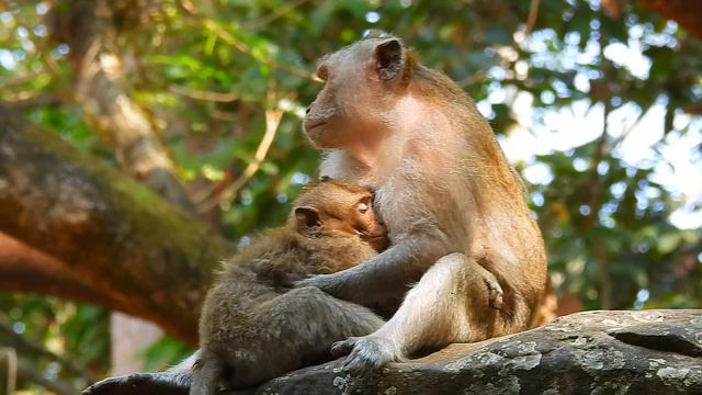 OH MY GODS... BIGGEST BABY DESTINY NOT WAIT TRY FAST DRINK MILK MAMA. смотреть онлайн