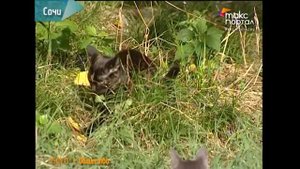 Уничтожение кошек на Донской - отрава уже закуплена