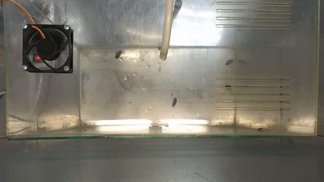 Опыт Dry Smoke на Имидаклоприде смотреть онлайн