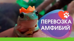 Транспортировка рептилий и амфибий