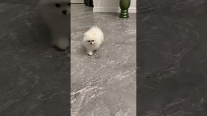 Шпиц. Маленькая собачка