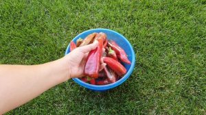 Урожайный сорт переца какаду// Лучшие сорта сладкого перца в 2021 году