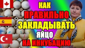 Как ПРАВИЛЬНО закладывать инкуб. яйцо. Бройлер и индюки - Испания и Турция.