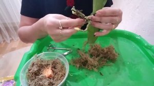 Пересадка мини орхидеи из мохового гнезда в кору. Часть 1?