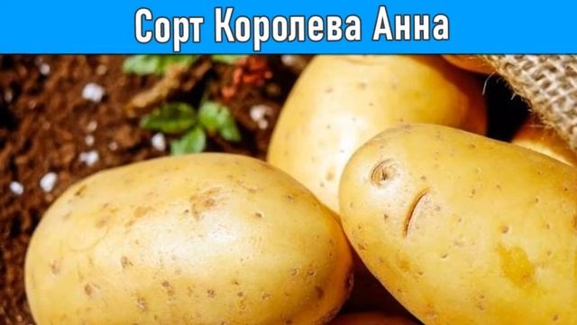 Качества Картофеля Королева Анна