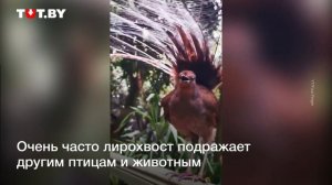 Птица издает звуки, в которые трудно поверить!