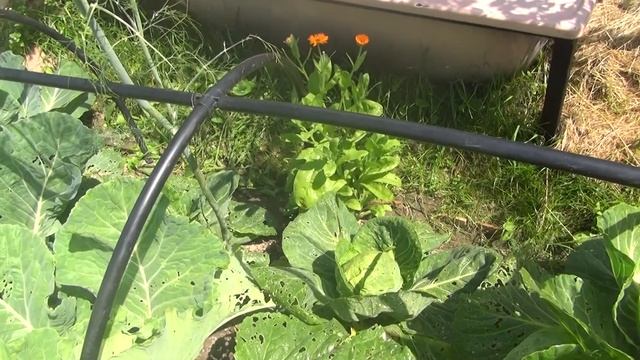 Кофе против слизней,как часто надо обрабатывать. смотреть онлайн