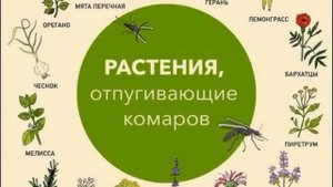 Что записать в ,,Травник,,