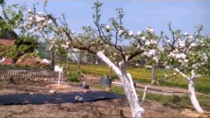 Яблони после сильной обрезки