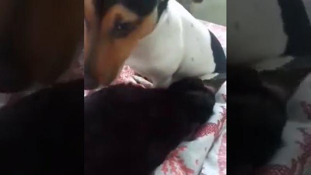 Обычное утро для #корнишрекс#джекрасселтерьер