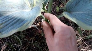 #hosta #хоста #известнаяхоста / Самая известная хоста Фрэнсис Вильямс ( лат.hosta Frances Williams