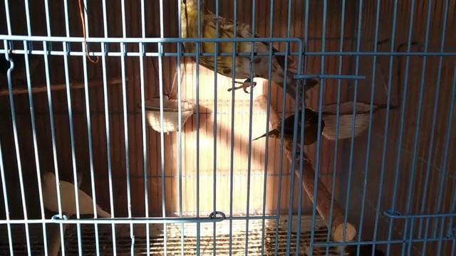 Приобретение новых канареек. жёлтый самец и белая самка. смотреть онлайн