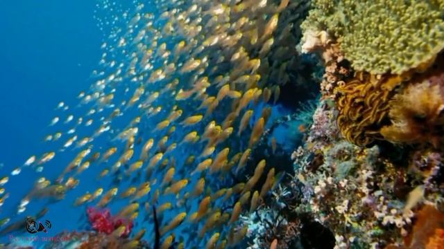 Я не стану ждать тебя на берегу. ?KORG Pa 1000 смотреть онлайн