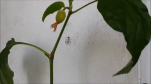 Огород на балконе. Заключительная часть