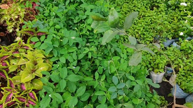 Clematis Vine Dutta Priya Rose Plant Hibiscus At Galiff Street Flower Plants Market In Kolkata