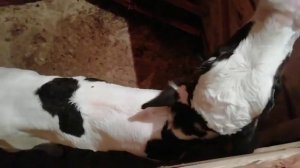 Как перевести корову после отела на 2х разовую дойку.