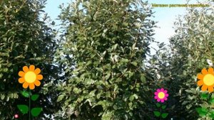 Рябина ария на штамбе Ария Магнифика. Краткий обзор, описание характеристик sorbus aria Magnifica