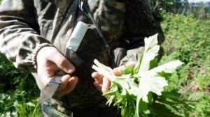 Как правильно заготавливать борщевик сибирский
