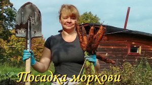 Морковь посадка весной.