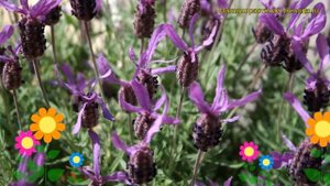 Лаванда стэхадская. Краткий обзор, описание характеристик lavandula stoechas