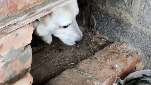 Собака Сильвестр, как собака живет, собака охрана на цепи!