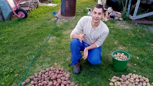 Эксперимент с картошкой, результат эксперимента. Завершение огородного сезона. Из столицы в деревню