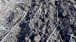 Рыхлим землю вместо пахоты!!!09.11.2019