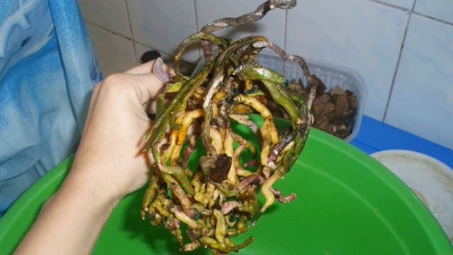 Почему желтеют листья у орхидеи ?? смотреть онлайн