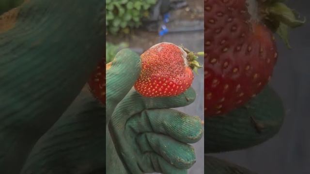 САМЫЕ ЛУЧШИЕ препараты от серой гнили смотреть онлайн