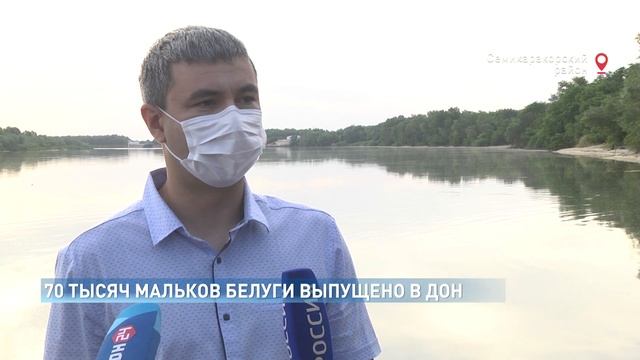 В реку Дон впервые за 12 лет выпущена молодь белуги смотреть онлайн
