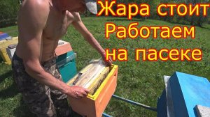 РАБОТЫ на ПАСЕКЕ! ВЫХОД МАТОК   Подсадка неплодных маток!