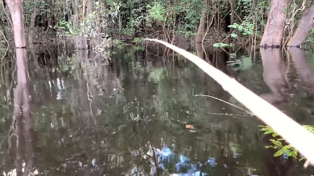 PESCARIA DE CANIÇO /FLORESTA AMAZÔNICA/parte (1de2) смотреть онлайн