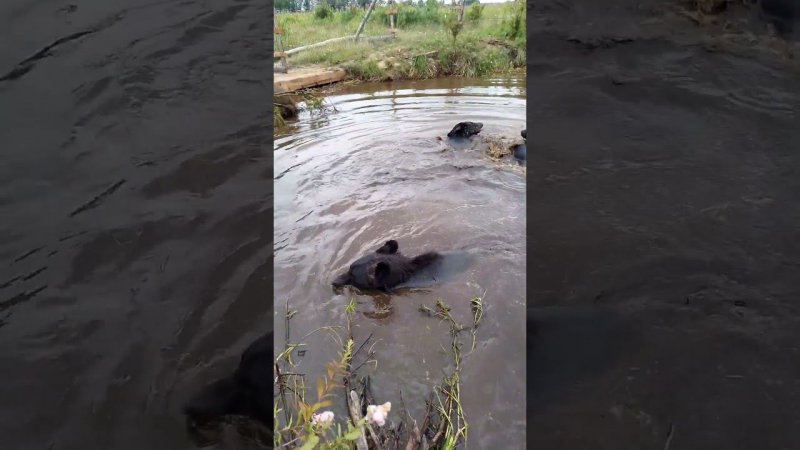 У медведицы настроение не очень. #bear