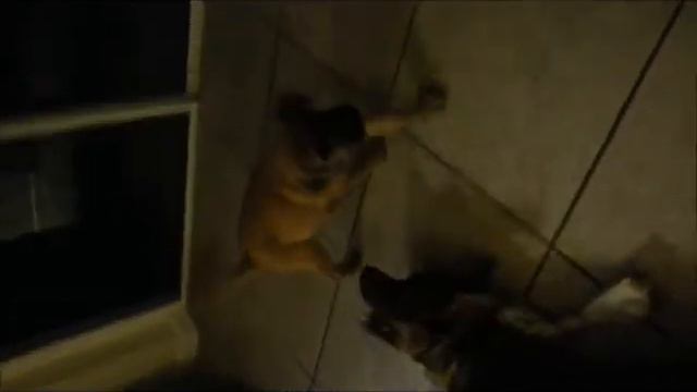 where my dogs at my pitbull simba and friends (Ellis Boaz) смотреть онлайн