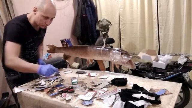Курсы таксидермии. Изготовление чучела щуки.(Часть 3)