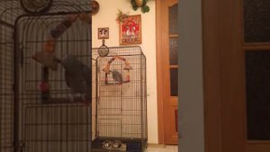 Попугай орёт матом