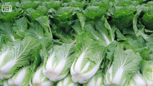 Капуста пекинская и китайская ? Обзор лучших сортов от HITSAD.TV