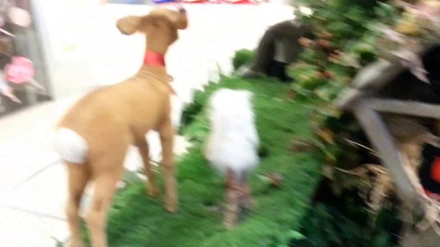 Механические звери в ТЦ Европейский. смотреть онлайн