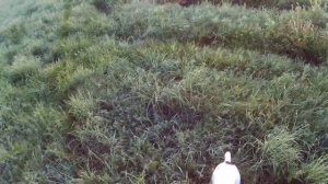 Охота с английским спрингер спаниелем 28.07.2022. Дупеля.