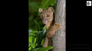 Удивительные соседи. Фосса