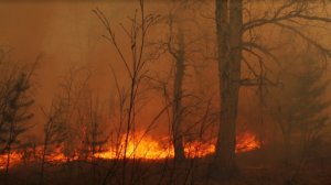 пожар в Курганской обл.