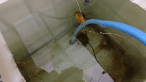 Секретный раствор для гидропоники тюльпанов. Наводим вместе