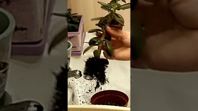 Крассулы. Эксперимент с добавлением кембрийской голубой глины. Часть 1. Пересадка.