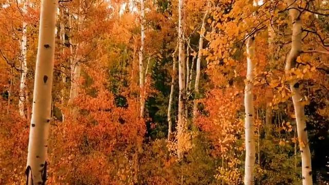 🍀🍀🍀Там, где клен шумит - песня, любимая многими... смотреть онлайн