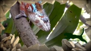 Заставка для видео о животных. Пример заставки перед видео о дикой природе.