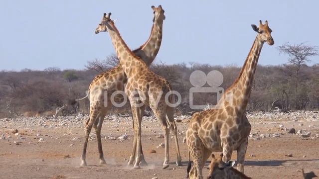 Любите животных, изучайте их, звуки, собак , котов, лошадей, птиц. смотреть онлайн