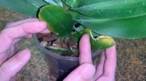 Новая орхидея Phal. Jinbao Venus - подарок к 8 марта. Это Леди Мармелад?